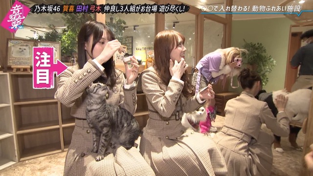 田村真佑ちゃん、ヤンキーになる！！！【乃木坂46】
 | アイドルまとめ速報 ドル速(最新記事3)