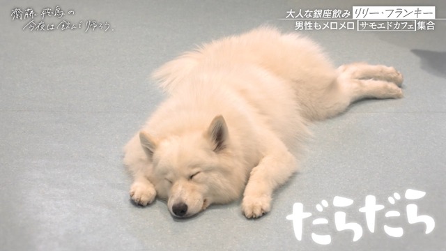 サモエドカフェで楽しそうな齋藤飛鳥ちゃんが可愛すぎる!!!【元乃木坂46】 | サモエドカフェで楽しそうな齋藤飛鳥ちゃんが可愛すぎる!!!【元乃木坂46】 | アイドルまとめ速報 ドル速(画像07134828873220_2) サモエドカフェで楽しそうな齋藤飛鳥ちゃんが可愛すぎる!!!【元乃木坂46】 | サモエドカフェで楽しそうな齋藤飛鳥ちゃんが可愛すぎる!!!【元乃木坂46】 | アイドルまとめ速報 ドル速(画像07134828873220_2)